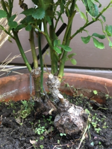 Rose graft apparent on a potted rosebush