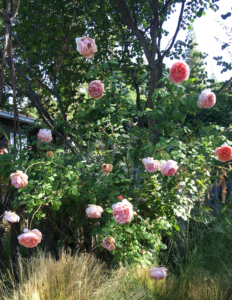 Bush rose in J.Montgomery Studio Garden