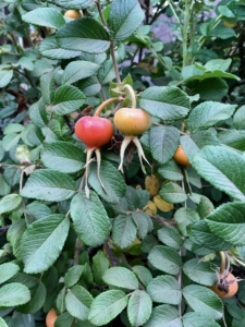 Wild Rose Hips offer fall color