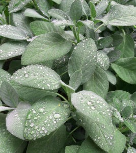 Sage leaves with dewdrops