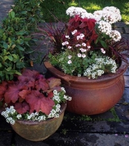 container planting in pink, rust-red and burgundy summer colors for sun