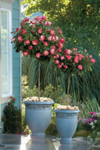 Potted Rose Tree Standard 'Summer Night' available from Houzz.com