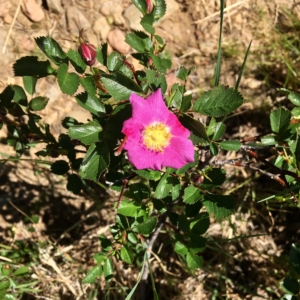 Wild Rose Rosa Californica species