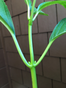 bigleaf hydrangea stem showing new buds at node