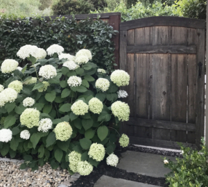 White Annabelle Hydrangea stands elegantly by a wooden gate