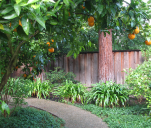 orange trees decorate garden path in J. Montgomery landscape