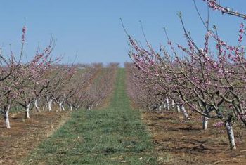 Flowering fruit trees in an orchard have their trunks painted white for protection. Photo from SF Gate.