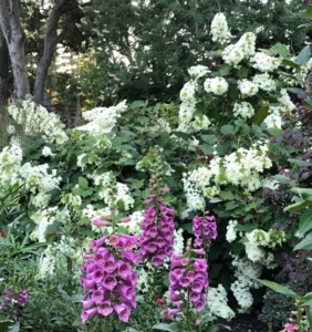 Oakleaf hydrangeas form a beautiful backdrop in this shady garden by J.Montgomery Designs
