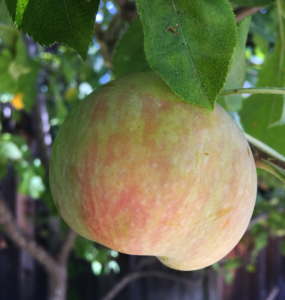 Fuji apple ripening on a young tree