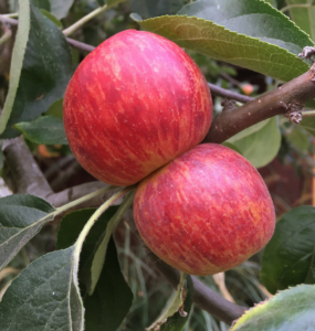 gala apples in an orchard ready to harvest