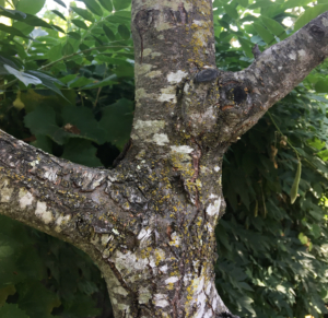 peach tree trunk with strong branches and old pruning scars