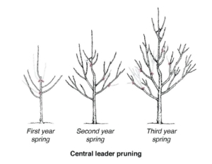 Diagram showing ideal Central Leader pruning method