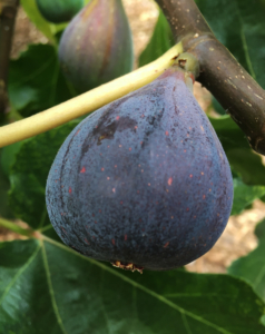 ripe black mission fig ready to harvest