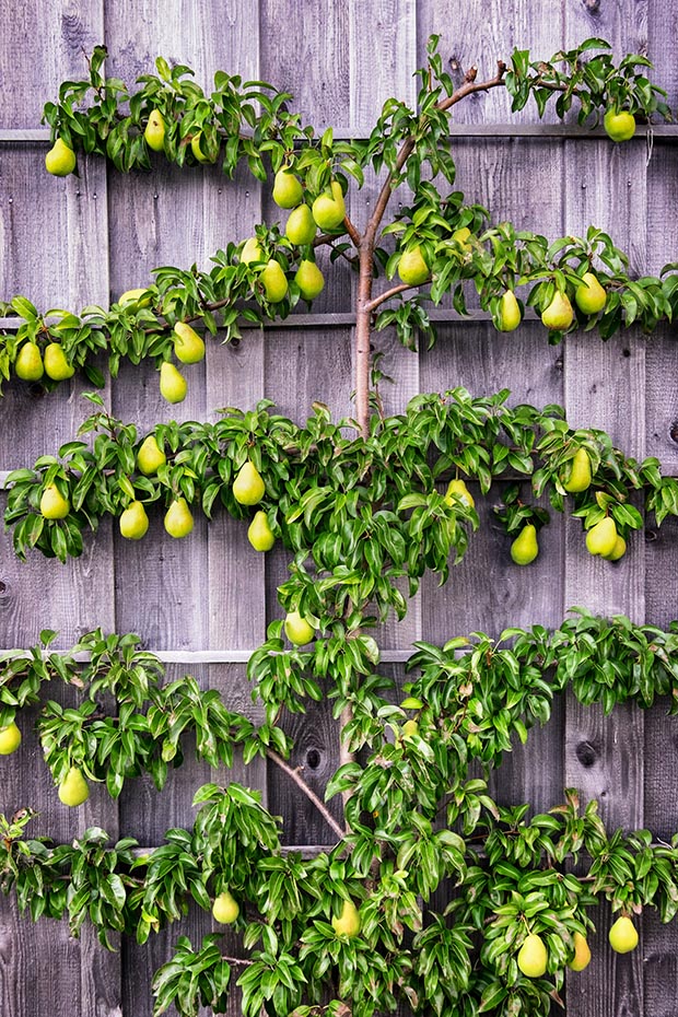 espalier pear in fruit against wood fence