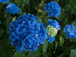 Very blue bigleaf hydrangea flowers benefit from acidic soil amendment
