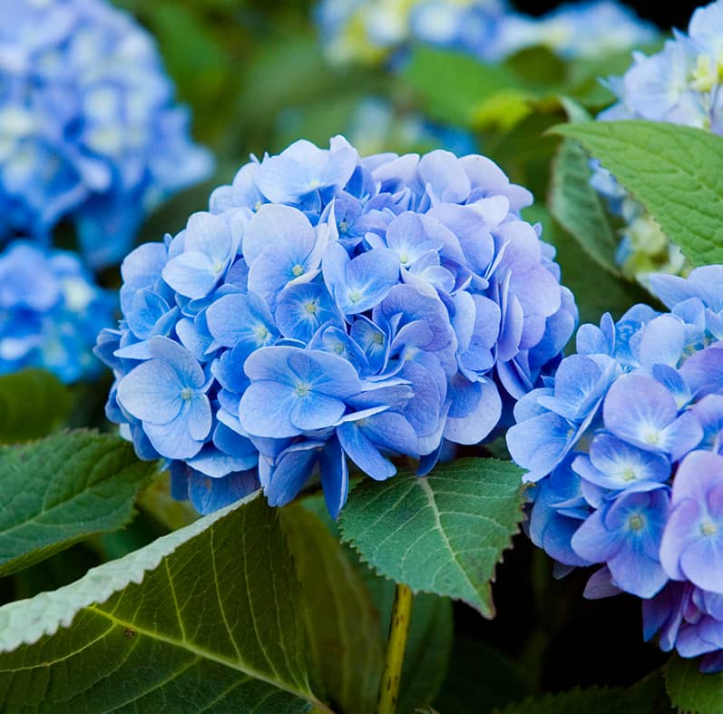 blue hydrangea flower image from Mahoney's Garden Center