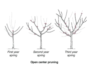 Diagram shows ideal Open Center pruning