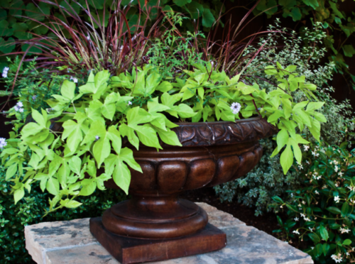 Lime green and burgundy foliage in a traditional tuscan urn planter