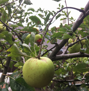 Heavy apples hang low on a tree that would benefit from fruit thinning