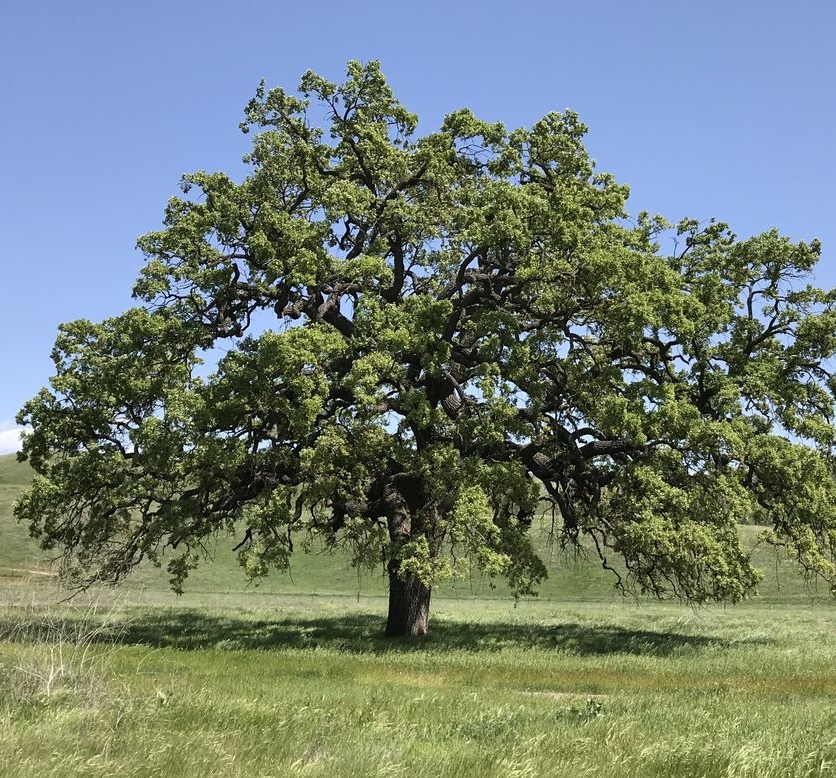 California Live Oak in a grassy field