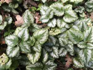 Lamium and Lamiastrum (AKA Yellow Archangel) are a great dry shade ground cover