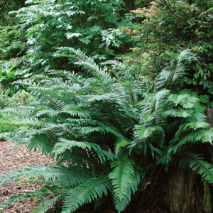 Sword Fern (Polystichum munitum) thrives under oaks