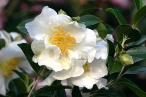 white Japanese camellia sasanqua setsugekka