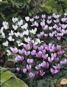 Pink and white cyclamen flowers in mass