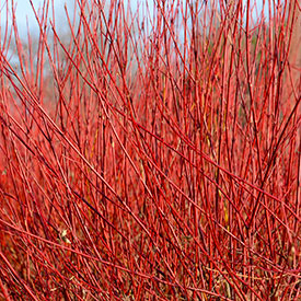 Redtwig dogwood red colored branches in winter landscape