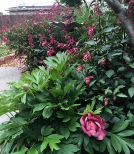 pink peonies and matching salvias in a deciduous garden