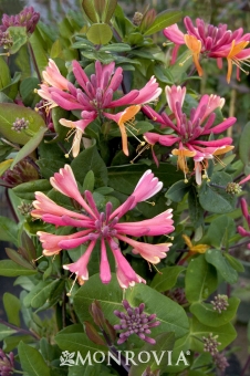 Pink and orange Goldflame honeysuckle lonicera flowers