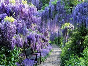 Luxurious landscape with wisteria vines overhanging a bench