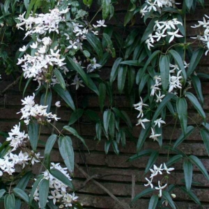 White Clematis armandii flowers and evergreen leaves