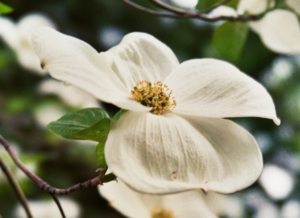 White Dogwood blossom