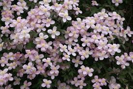 Pink Clematis Montana vine flowering prolifically