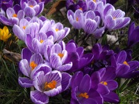 purple Crocus blossoms
