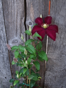 Red Clematis 'Niobe' vine on a fence