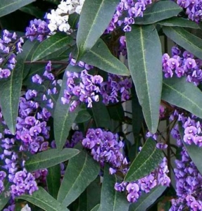 Purple Hardenbergia violacea vine flowering