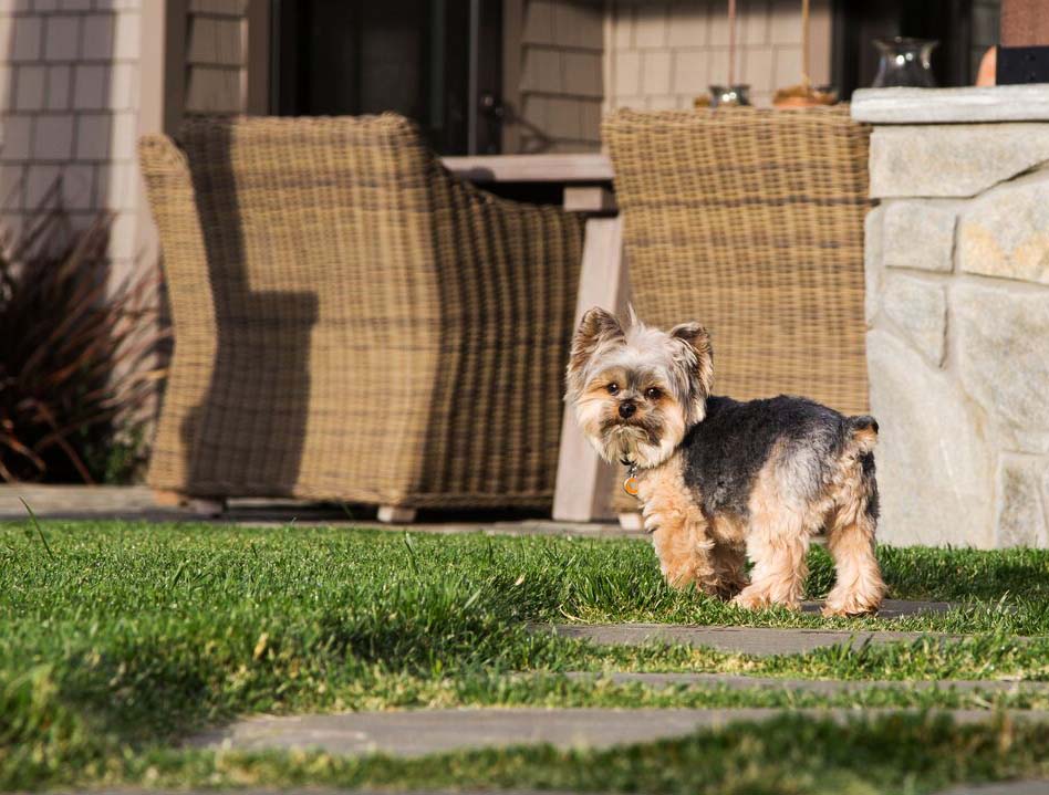 A Yorkshire terrier dog walks a landscaped path