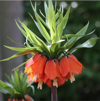Orange fritillaria blossoms from a fall planted bulb