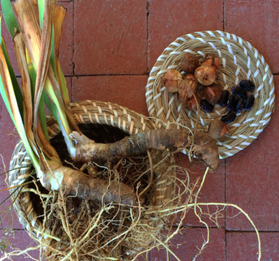 Iris rhizomes and dry crocus bulbs ready for planting