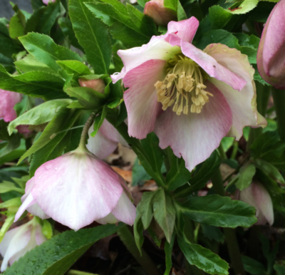 Young peaches may continue to ripen well into the winter