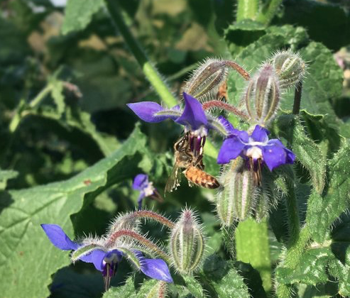 Bee pollinating Borage flower