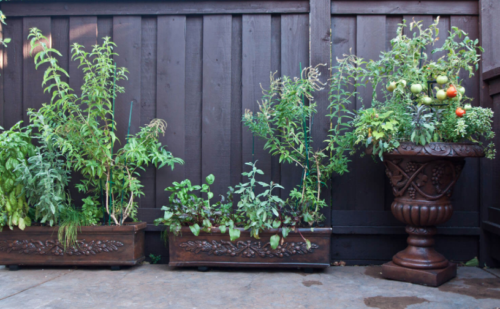 Small vegetable garden in patio pots