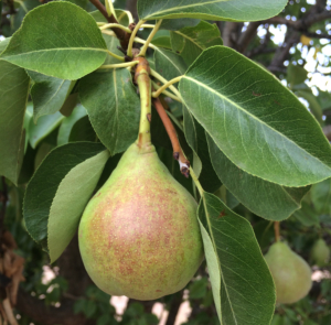 A ripening pear in a home fruit orchard