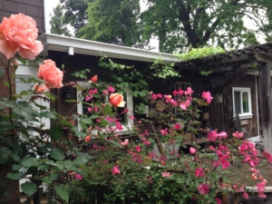 Roses in front of a dark brown house