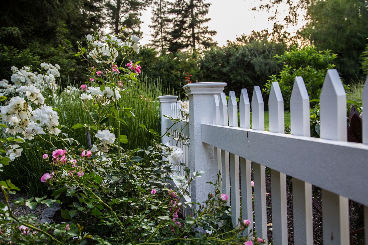 Roses beside a timeless white picket fence