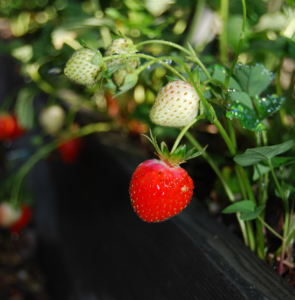 Ripe strawberries hanging over a wooden planter box