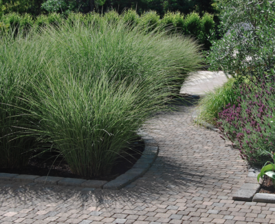 large ornamental Miscanthus grasses beside a winding path