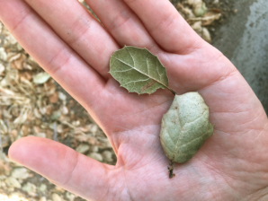 California Live Oak (Quercus agrifolia) leaves